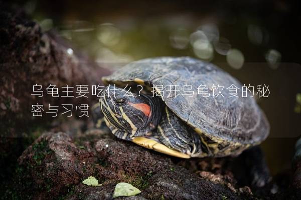 乌龟主要吃什么？揭开乌龟饮食的秘密与习惯
