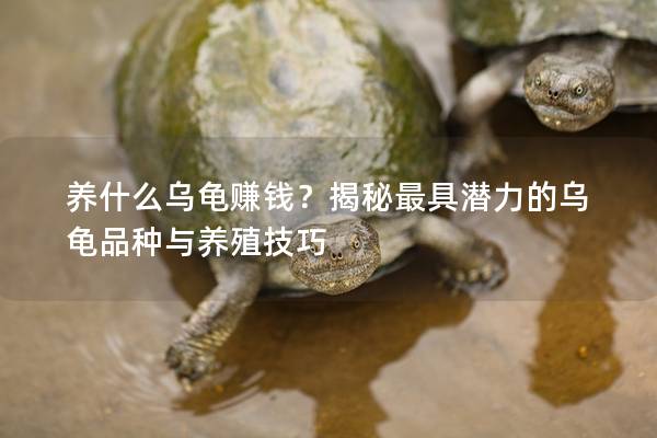 养什么乌龟赚钱？揭秘最具潜力的乌龟品种与养殖技巧