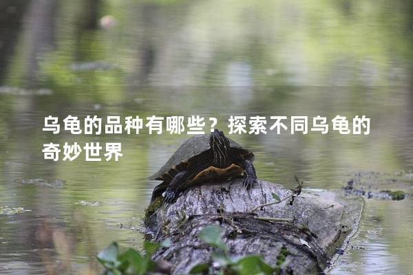 乌龟的品种有哪些？探索不同乌龟的奇妙世界