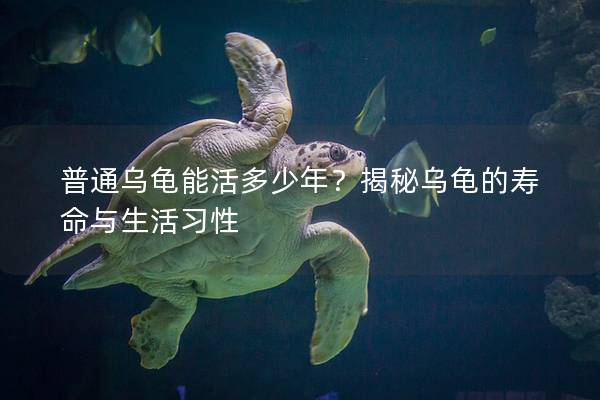 普通乌龟能活多少年？揭秘乌龟的寿命与生活习性