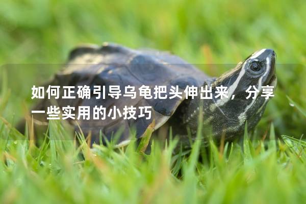 如何正确引导乌龟把头伸出来，分享一些实用的小技巧