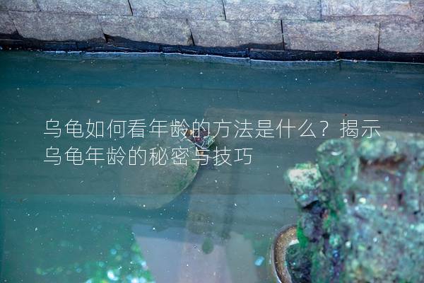 乌龟如何看年龄的方法是什么？揭示乌龟年龄的秘密与技巧