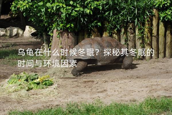 乌龟在什么时候冬眠？探秘其冬眠的时间与环境因素