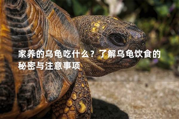 家养的乌龟吃什么？了解乌龟饮食的秘密与注意事项