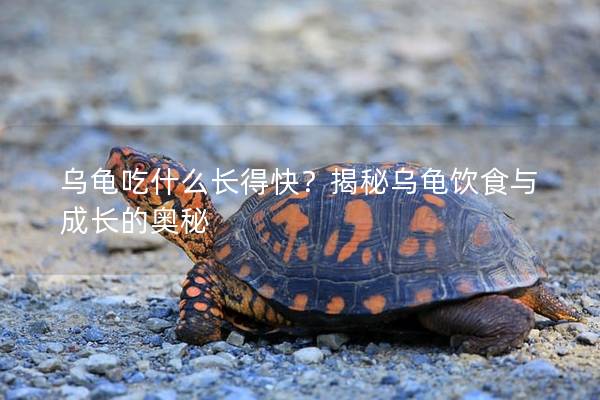 乌龟吃什么长得快？揭秘乌龟饮食与成长的奥秘