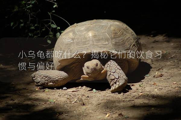 小乌龟都吃什么？揭秘它们的饮食习惯与偏好