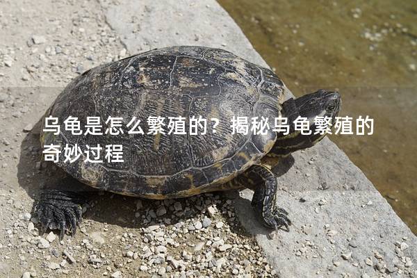 乌龟是怎么繁殖的？揭秘乌龟繁殖的奇妙过程