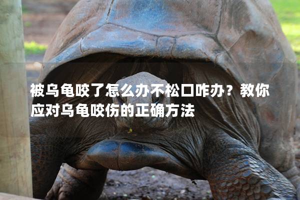 被乌龟咬了怎么办不松口咋办？教你应对乌龟咬伤的正确方法