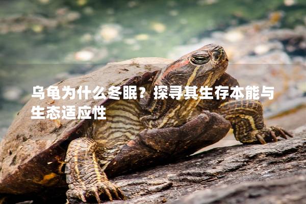 乌龟为什么冬眠？探寻其生存本能与生态适应性