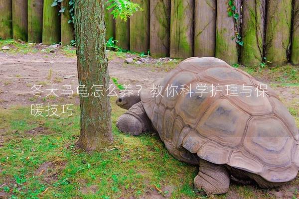 冬天乌龟怎么养？教你科学护理与保暖技巧