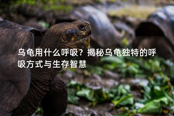乌龟用什么呼吸？揭秘乌龟独特的呼吸方式与生存智慧