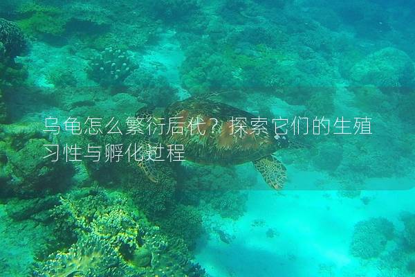 乌龟怎么繁衍后代？探索它们的生殖习性与孵化过程