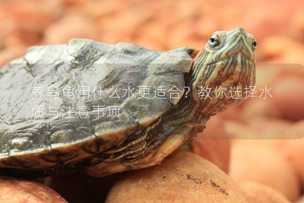 养乌龟用什么水更适合？教你选择水质与注意事项