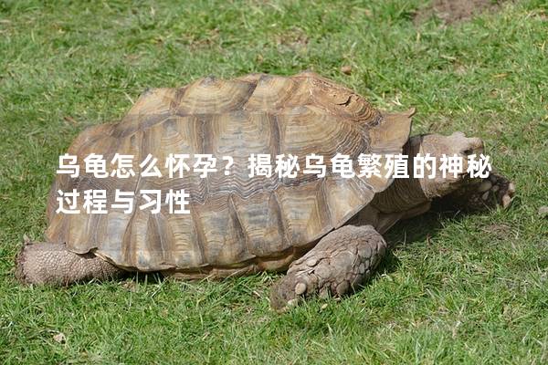 乌龟怎么怀孕？揭秘乌龟繁殖的神秘过程与习性