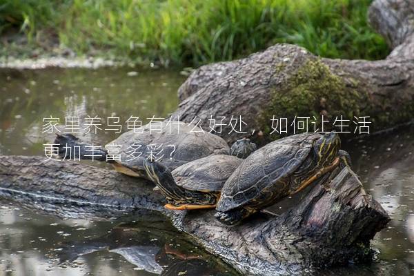 家里养乌龟有什么好处，如何让生活更加丰富多彩？