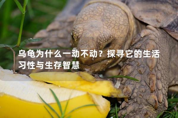 乌龟为什么一动不动？探寻它的生活习性与生存智慧