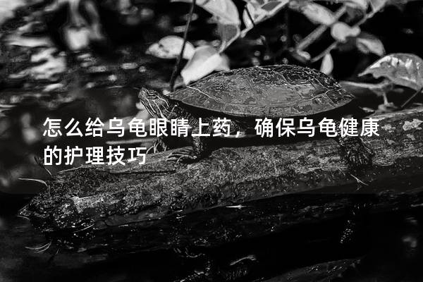 怎么给乌龟眼睛上药，确保乌龟健康的护理技巧