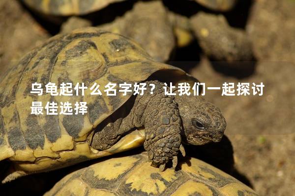 乌龟起什么名字好？让我们一起探讨最佳选择