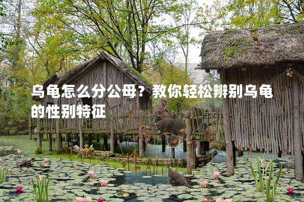 乌龟怎么分公母？教你轻松辨别乌龟的性别特征