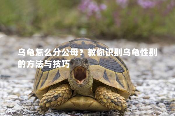 乌龟怎么分公母？教你识别乌龟性别的方法与技巧
