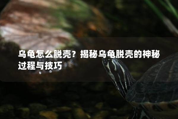 乌龟怎么脱壳？揭秘乌龟脱壳的神秘过程与技巧