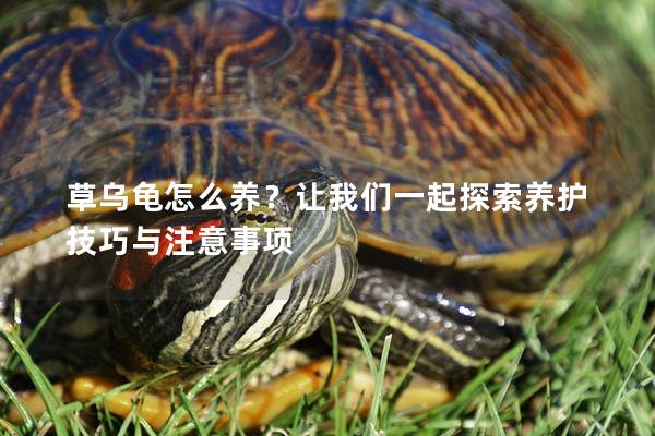 草乌龟怎么养？让我们一起探索养护技巧与注意事项