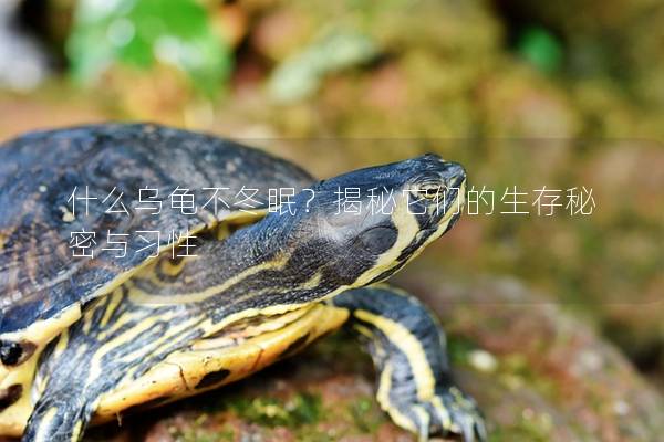 什么乌龟不冬眠？揭秘它们的生存秘密与习性