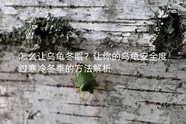 怎么让乌龟冬眠？让你的乌龟安全度过寒冷冬季的方法解析