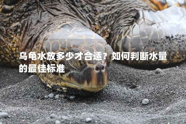 乌龟水放多少才合适？如何判断水量的最佳标准