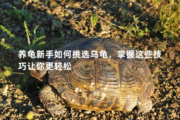 养龟新手如何挑选乌龟，掌握这些技巧让你更轻松