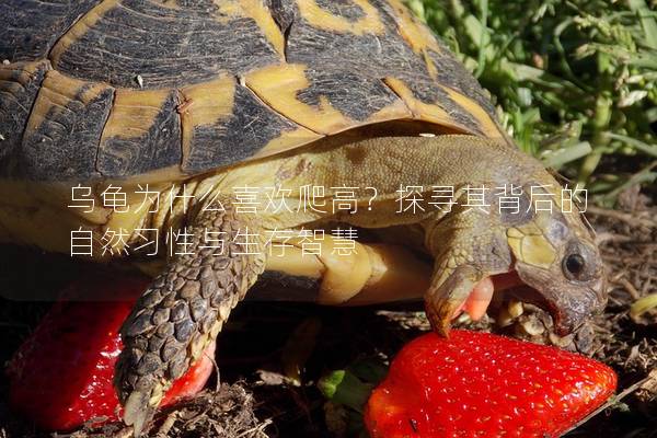 乌龟为什么喜欢爬高？探寻其背后的自然习性与生存智慧