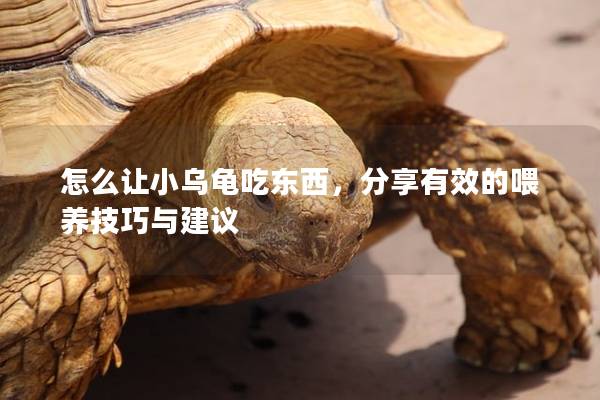 怎么让小乌龟吃东西，分享有效的喂养技巧与建议