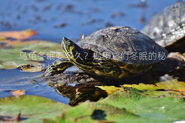 乌龟冬眠要多久？揭秘它们冬眠的秘密与时长