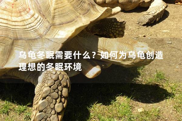 乌龟冬眠需要什么？如何为乌龟创造理想的冬眠环境