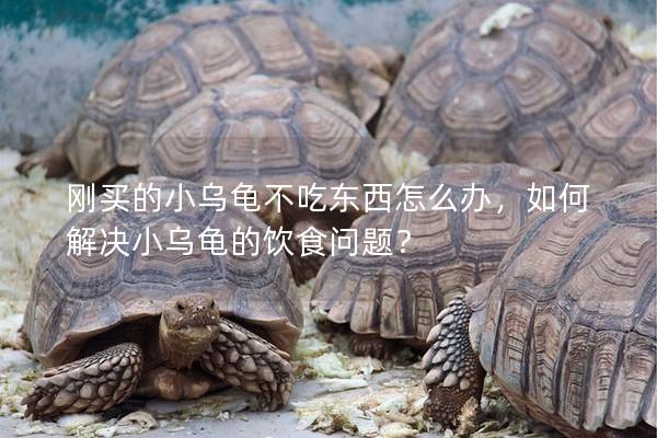 刚买的小乌龟不吃东西怎么办，如何解决小乌龟的饮食问题？