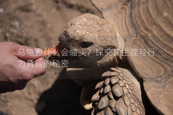 乌龟为什么会缩头？探究其生理与行为背后的秘密