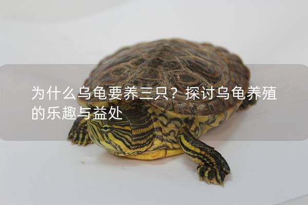 为什么乌龟要养三只？探讨乌龟养殖的乐趣与益处