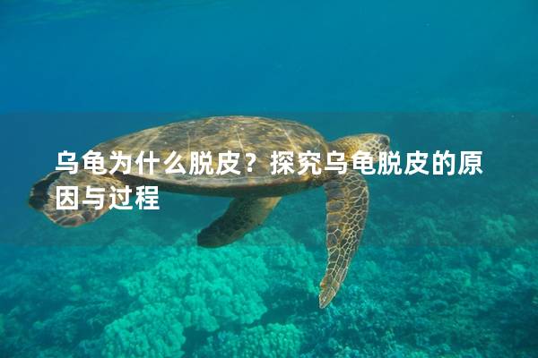 乌龟为什么脱皮？探究乌龟脱皮的原因与过程