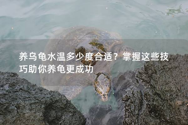 养乌龟水温多少度合适？掌握这些技巧助你养龟更成功