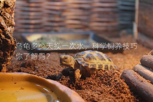 乌龟多少天换一次水，科学饲养技巧你了解吗？