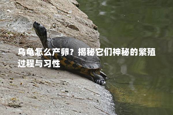 乌龟怎么产卵？揭秘它们神秘的繁殖过程与习性
