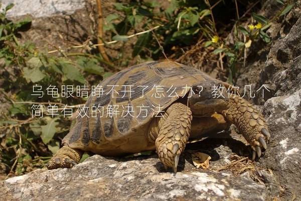 乌龟眼睛睁不开了怎么办？教你几个简单有效的解决方法