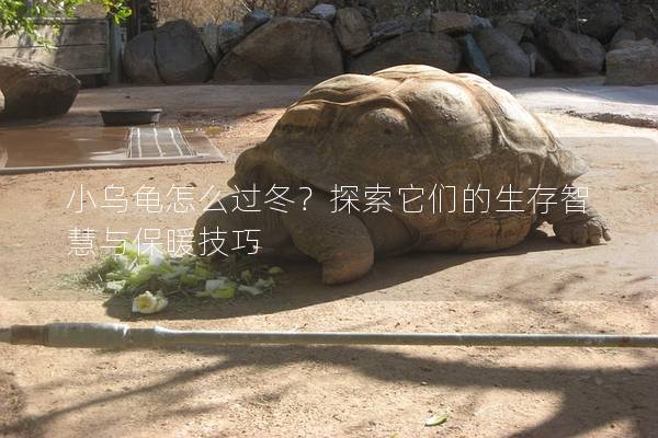 小乌龟怎么过冬？探索它们的生存智慧与保暖技巧