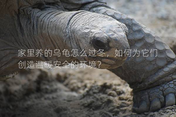 家里养的乌龟怎么过冬，如何为它们创造温暖安全的环境？