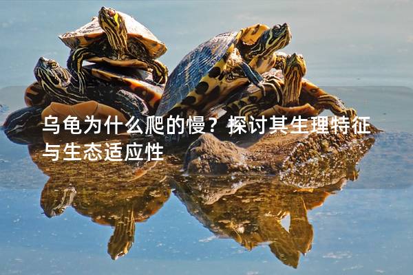 乌龟为什么爬的慢？探讨其生理特征与生态适应性