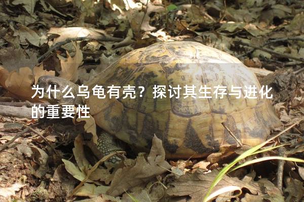 为什么乌龟有壳？探讨其生存与进化的重要性
