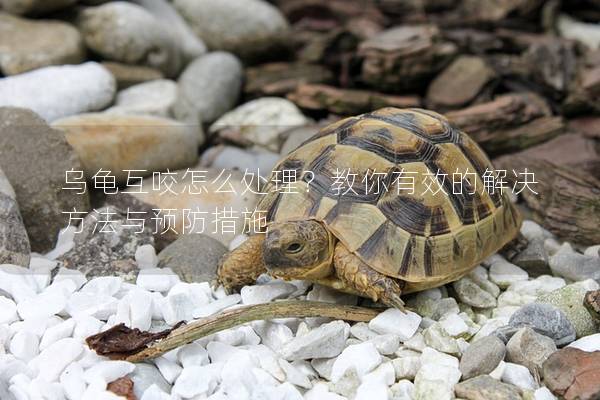 乌龟互咬怎么处理？教你有效的解决方法与预防措施
