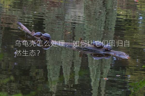 乌龟壳怎么处理，如何让它们回归自然生态？