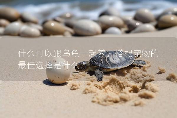 什么可以跟乌龟一起养，搭配宠物的最佳选择是什么？