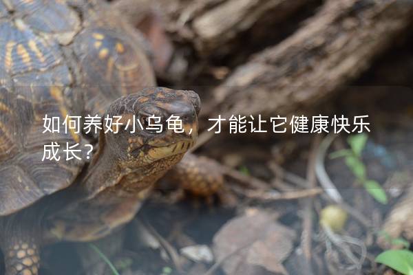 如何养好小乌龟，才能让它健康快乐成长？
